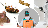  Pest Control Dee Why in Dee Why NSW