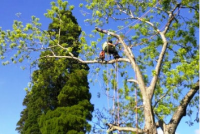 Tweed Tree Service
