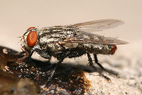  Pest Control Narangba in Narangba QLD