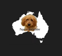 Puppies Down Under in Maryvale VIC
