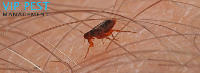Bed Bugs Control Services