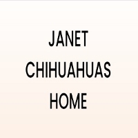 JANET CHIHUAHUAS HOME