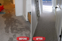  Carpet Mould Damage Removal Brisbane in Petrie Terrace QLD