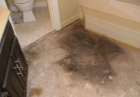 Carpet Mould Damage Removal Adelaide