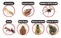  Pest Control Forster in Forster NSW