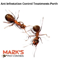 Ant Control perth