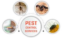  Pest Control Dover Heights in Dover Heights NSW