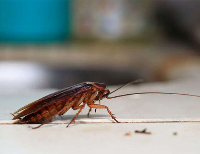  Pest Control Woorim in Woorim QLD