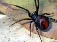  Pest Control Doreen in Doreen VIC
