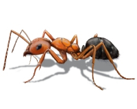  Ants Treatement Brisbane in Brisbane QLD