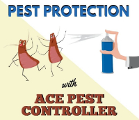  Pest Control Surfers Paradise in Surfers Paradise QLD