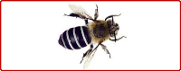 Bees & Wasp Control Brisbane