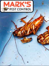  Pest Control Lithgow in Lithgow NSW