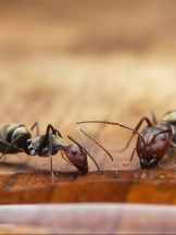  Ant Control Sydney in Haymarket NSW