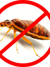  Bedbugs Control Adelaide in Adelaide SA