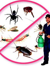  Pest Control Aspley in Aspley QLD