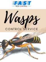  Wasp Removal Brisbane in Brisbane QLD