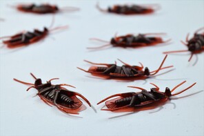 A Comprehensive Guide to Cockroach Pest Control