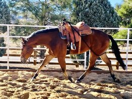 Choosing the Perfect Horse Training Center in Noosa - Key Considerations for Australian Equestrians